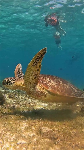 Snorkelling at BALICASAG ISLAND!