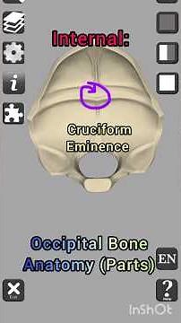 Anatomy - Parts of Occipital Bone #education #shorts
