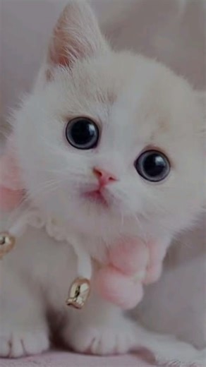 #meow song😆😻#short