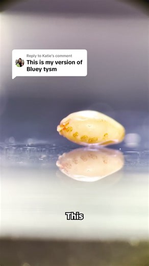 Exploring Ticks: A Fascinating Look Through a Microscope