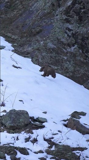 Brown Bear Babies – Playful Cubs of the Wild 🐻🌲 | Neel Sarkhedi