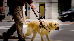 Why Seeing Eye dogs are so expensive to breed and train