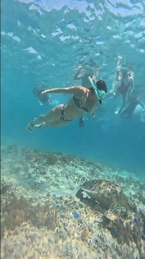 Majestic Sea Turtle Swimming with Tropical Fish | Real Ocean 4K #Shorts