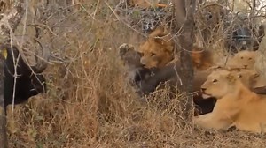 17K views · 428 reactions | What Happens When The Most Powerful Predators Confront Each Other Lion Vs Python and Crocodile | Exploring Wild Nature | Facebook