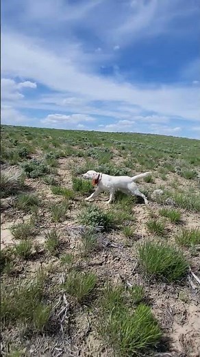 English Setter puppy showing some intensity #englishsetter #birddog #uplandhunting