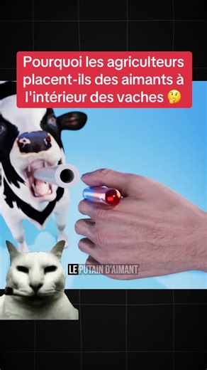 Pourquoi les agriculteurs placent-ils des aimants à l'intérieur des vaches 🤔 #education #explication #science #animaux