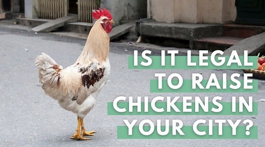 Can I Have Chickens In My Town? The Ultimate Guide