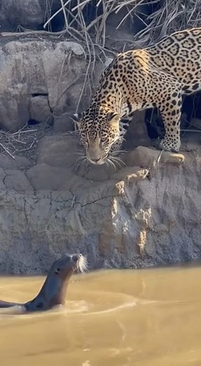 Leopard VS Otter