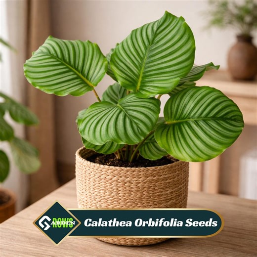 Calathea Orbifolia Seeds - Round Silver Stripe Leaves - Tropical Foliage Plant - Indoor Decorative Houseplant - Etsy