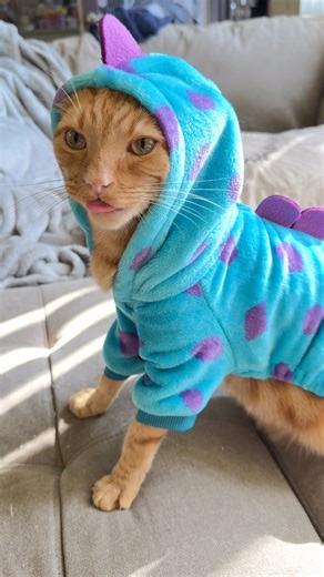 Rawrrr did I scare you?? 🙀 #cutecat #funny #derpy #orangecat #dinosaur #rawr #spooky #halloween #catcostume #catreels #catsofinstagram #fyp #cat | Tabbykatbros
