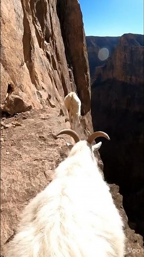 POV: Goat Jumps Off a Cliff With Kids | Ultra Realistic 8K Goat POV 🐐⛰️ #8kwildlife #viralshorts