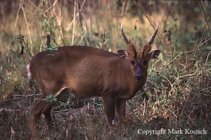 Giant muntjac - Alchetron, The Free Social Encyclopedia