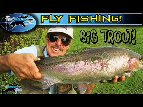 GIANT TROUT on a 4wt fly rod from streams | TAFishing