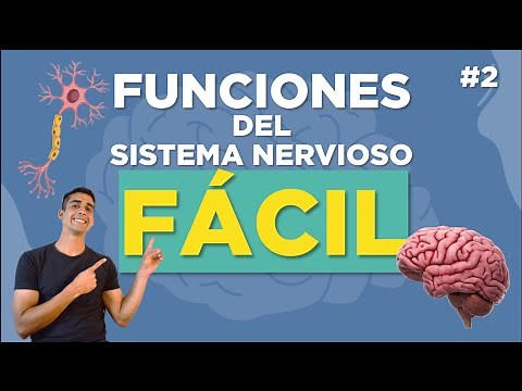 Functions of the Nervous System 🧠 | Explained Easily