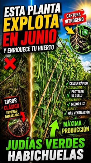 🌱 JUDÍAS VERDES: la planta que EXPLOTA en junio y mejora tu huerto