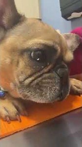 "Join the movement! Paws to help animals in need. Every bit counts! ❤️"links in bio