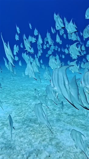 Spadefish love hanging out in big schools around reefs and wrecks. Fun fact: when they’re young, they actually mimic floating leaves to hide from predators. . . 🇲🇽Español Los peces murciélago suelen nadar en grandes cardúmenes alrededor de arrecifes y naufragios. Dato curioso: cuando son jóvenes, imitan hojas flotando para esconderse de los depredadores. . . #marinelife #oceanconservation #sea #marinebiology #ocean #scuba #underwaterlife #scubadiving #diving #underwaterphotographer #underwater