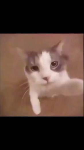 #fyp #catkissingcamera | Cat Kissing Camera