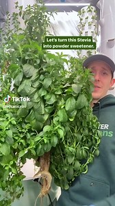 How to Make Natural Stevia Powder from Leaves