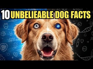 10 Mind-Blowing Facts About Dogs #dogs #facts