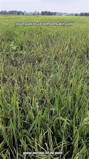 Effect of Rice Diseases on Paddy Plants