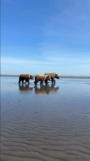A Coastal Brown Bear Sow and Two Cubs — Lake Clark, Alaska