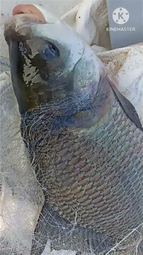 Mastering Bridge Fishing Perfect Net Throw Technique