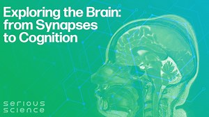 Exploring the Brain: from Synapses to Cognition – Lifeboat News: The Blog