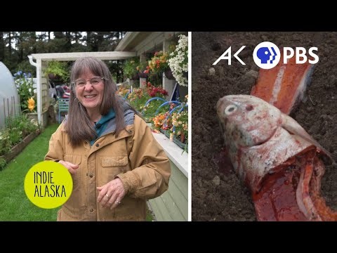 Kodiak Gardener Uses Compost to Heal the Island's Ashy Soil | INDIE ALASKA