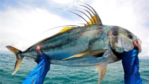 Roosterfish Chaos from the Kayak - Offshore Action Like Never Before