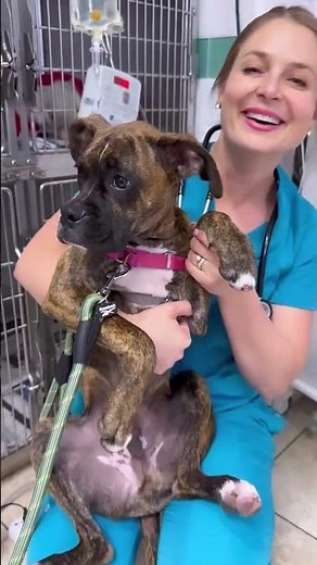 🐶😍💋Cutest Brindle Boxer Puppy