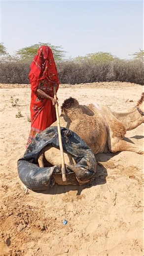 عروس الصحراء تحاول أخذ الماء وجملها يحرسه بشدة