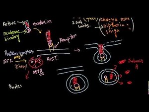 Destruction of host cell