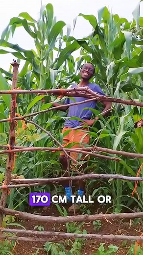 Growing tall maize 🌽🌽🌽 #maize #farming #farmlife | God Sustained Country Living