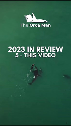 Drone footage of woman swimming with Orcas This video makes the rounds at least once a year - it is of a woman in New Zealand who was out for an open water swim when a pod of Orcas came by. There are places in the world where you can pay to swim with Killer Whales, and while Orcas don’t pose a threat to humans in the wild, save for one instance where an Orca bit a surfer in California in 1970, these kinds of tours can be dangerous for the whales, and in some cases passengers. If you are consider