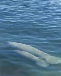 JUST BEAUTIFUL! A 7News viewer captured this adorable video of a manatee swimming with its calf in the waters off of downtown Miami, and we can't get enough! 😍 (Video courtesy: @luv2run25/Instagram) | WSVN-TV