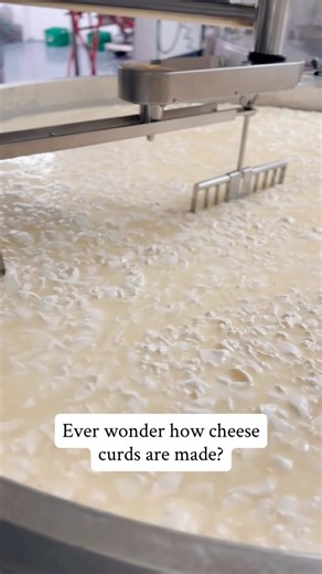 This is where cheese begins! We're giving you a sneak peek of one of our new educational farm videos for kids launching this fall! In this clip, you'll see the moment milk turns into curds and whey... and just how jiggly fresh curds can be before they're ready to eat. It's science, it's food, it's fun, all straight from the farm. Subscribe to our free video series launching this fall on our website at trinityvalleydairy.com - visit the Education for Kids page! | Trinity Valley