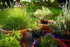 Debunking the most common gardening myths