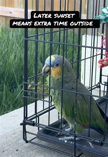 I’ll admit it can be a challenge to get my birds outside in the fresh air as often as I’d like, especially during the winter when the days are so short. By the time everything else is done, there just isn’t much daylight left. Now that the sun is starting to set later in the evening, though, I should finally be able to get at least one or two birds outside each night for about an hour. Even a little time out there makes a difference. I’ve been going back and forth on buying a small aviary, but I