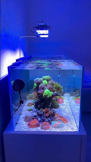Stunning Coral Reef Tank 🪸🐠 | A Mini Ocean in Your Room!