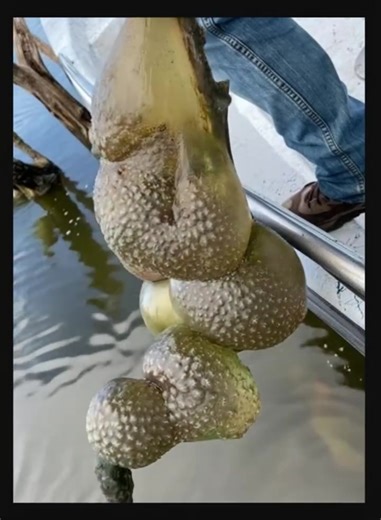 😲He pulled this ‘alien egg pod’ from the lake... now officials have issued a warning What IS this?! Check first comment He pulled this ‘alien egg pod’ from the lake... now officials have issued a warning What IS this?! Check the first comment⬇️ | The Inquisitive