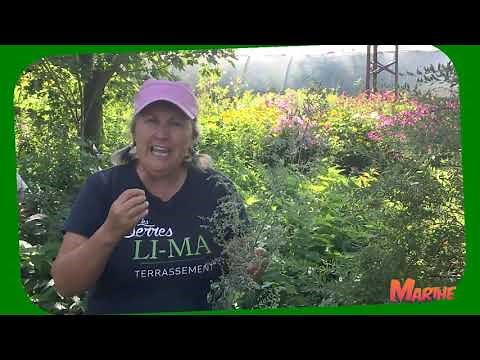 Comment se débarrasser de l'altise? - capsule horticole no 22 - Marthe Laverdière