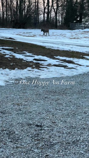 47K views · 2.1K reactions | Barney is the king of the farm! He is such a good boy. Love me some Barney! #reels #fbreels #dog #donkey #onehappyassfarm #snow #spring #smile #followers #farmers#farmerlife | One Happy Ass Farm | Facebook