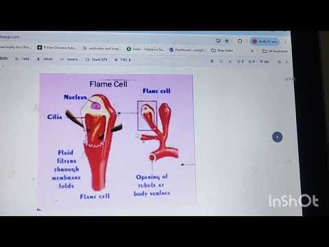 PHYLUM PLATYHELMINTHES with related terms