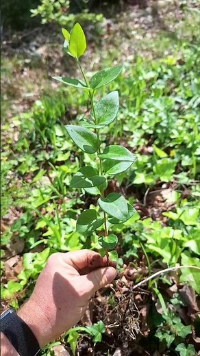 How To Transplant Periwinkle (Vinca Minor) @TheMarkhamGardens