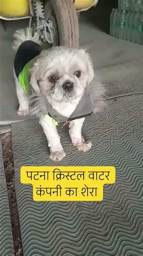 #doggybestfriend#crystalwater company in patnabihar ....