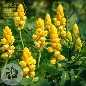Cassia Alata Seeds – Candlestick Cassia – Golden Flowering Shrub Tree - Etsy