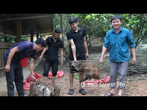 The pig herd has become too large. Robert now has to sell some of them. Green forest life