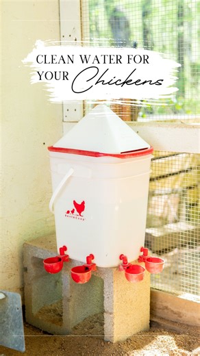 10K views · 273 reactions | ❤️ I love this chicken waterer from...
