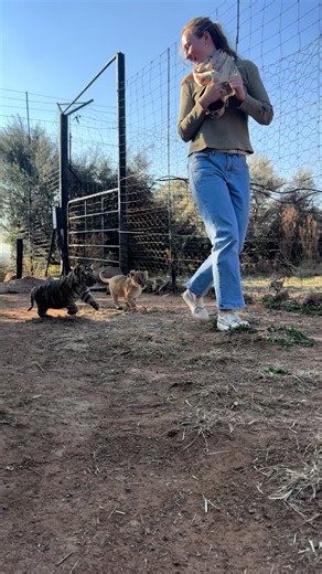 Boskoppie Lion and Tiger Reserve: Casual Friday Visit